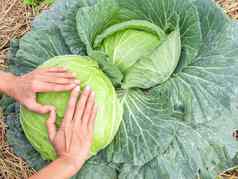 心形的手指农民手绿色卷心菜园丁照顾蔬菜农场爱