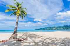夏天假期假期背景概念美丽的椰子树热带海滩