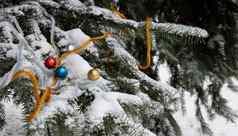 圣诞节树分支雪玩具俗丽的雪云杉分支森林俄罗斯冬天景观空间文本圣诞节作文