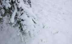 圣诞节冷杉分支雪关闭雪冷杉分支森林路雪冬天森林俄罗斯冬天景观圣诞节雪树分支空间文本