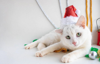 肖像白色猫圣诞老人老人他特写镜头白色背景宠物框架概念信任圣诞节一年