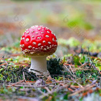 安妮塔致幻剂有毒的蘑菇