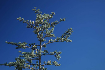雪松王者世界树背景蓝色的天空
