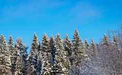 白雪覆盖的白色冷杉树闪闪发光的太阳风景如画的华丽的冬天场景