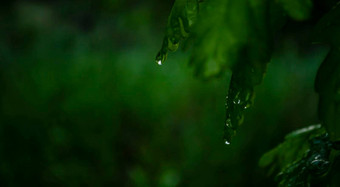 湿雨绿色叶子黑暗背景雨滴叶子水果树舒适的大气新鲜的春天晚上滴特写镜头