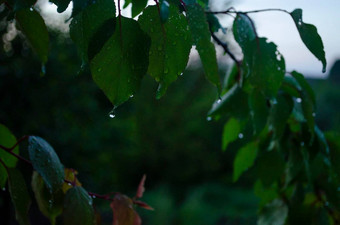 雨滴叶子水果树分支机构花园树春天晚上舒适的大气新鲜的花园雨春天滴特写镜头
