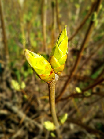 特写镜头树枝叶味蕾爆炸年轻的自然醒来春天布什分支完整的味蕾小叶子自然概念觉醒春天美自然