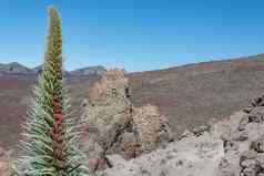 瘀伤野皮塔异国情调的植物山麓泰德火山模糊的背景特写镜头