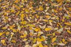 黄色的叶子躺地毯绿色草