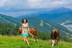 年轻的华丽的女孩牧羊人放牧牛山草地令人惊异的的观点山