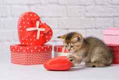 可爱的小猫英国金钦奇利亚直品种坐在白色背景盒子礼物