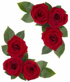 红色的玫瑰花角落里设计白色