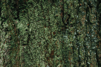 黑暗绿色树树皮纹理背景美丽的绿色壁纸莫斯树皮树橡木<strong>森林</strong>覆盖莫斯地底复制空间<strong>模板</strong>设计
