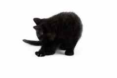 小黑色的英国短毛猫小猫孤立的白色背景