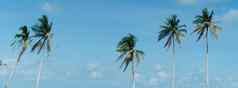 最小的热带椰子棕榈树夏天天空背景Copyspace把文本