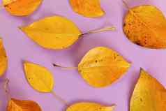 橙色彩色秋天叶子淡紫色董事会特写镜头前视图