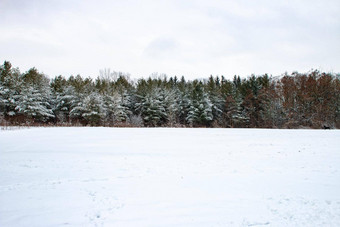 加拿大全景雪覆盖树超现实主义雪
