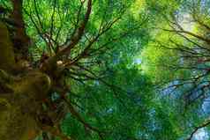 底视图树树干绿色叶子大树热带森林阳光新鲜的环境公园绿色植物给氧气夏天花园森林树小叶子阳光明媚的一天