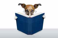 阅读书狗