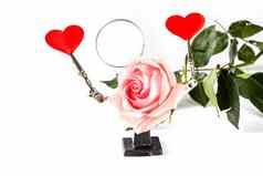 情人节一天背景工具手持有心玫瑰白色