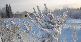 干分支<strong>艾草</strong>毛茸茸的白色雪降雪