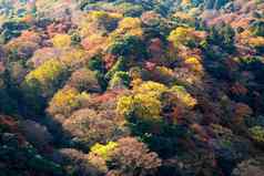 美丽的自然色彩鲜艳的树叶子山岚山秋天季节《京都议定书》日本岚山吸引力具有里程碑意义的旅游《京都议定书》日本