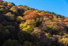 美丽的自然色彩鲜艳的树叶子山岚山秋天季节《京都议定书》日本岚山吸引力具有里程碑意义的旅游《京都议定书》日本