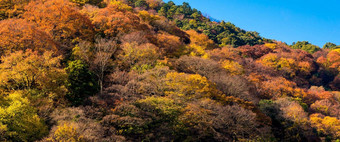 美丽的自然色彩鲜艳的树叶子山岚山秋天季节《京都议定书》日本岚山吸引力具有里程碑意义的旅游《京都议定书》日本