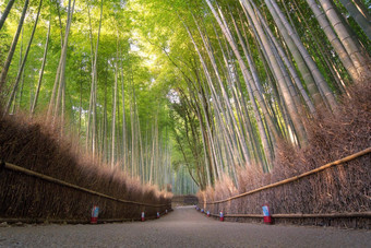美丽的自然竹子森林秋天季节<strong>岚山</strong>《京都议定书》日本
