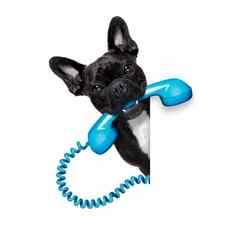 狗电话电话