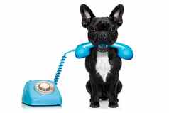 狗电话电话