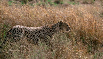 猎豹走高草配置文件摄影塞伦盖蒂自然公园