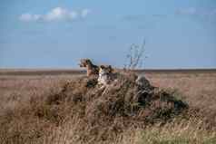 夫妇猎豹令人心寒的山塞伦盖蒂国家公园