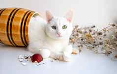 白色背景谎言粘土桶白色猫干花蛋壳概念复活节