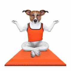 个人瑜伽教练狗