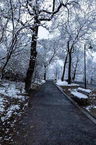 早....公园完整的雪路径树