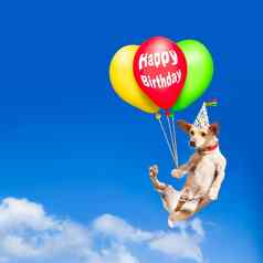 狗挂气球空气生日聚会，派对