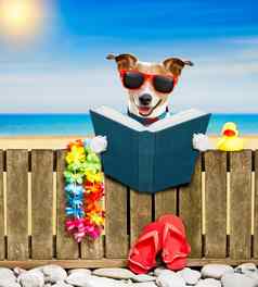 狗海滩夏天假期假期