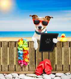 狗海滩夏天假期假期