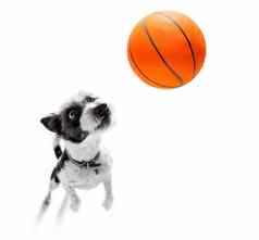 篮球贵宾犬狗