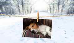 可爱的照片狗字符串冬天