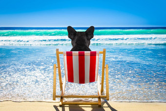 狗放松海滩椅子