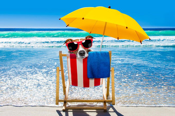 狗放松海滩椅子