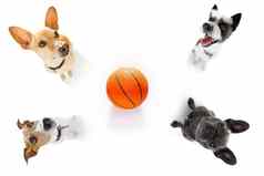 篮球集团狗
