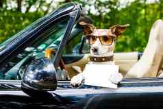 狗司机许可证开车车