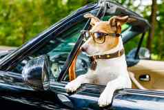 狗司机许可证开车车