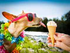 狗夏天假期舔冰奶油