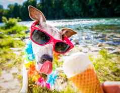 狗夏天假期舔冰奶油