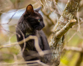 老虎构成树分支国内猫拍摄分支机构猫左一边眼睛主演的听大幅声音自然绿色焦点背景