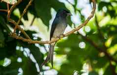 常见的黑色的燕卷尾鸟栖息阴影树骄傲构成照片闪亮的黑暗颜色羽毛长分裂尾巴